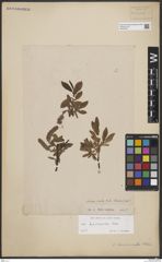 Foto von Salix breviserrata Flod.
